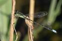 Ischnura verticalis (Eastern Forktail) male-2.jpg